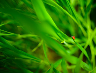 Ladybug sitting on a green leaf, background,conceptually