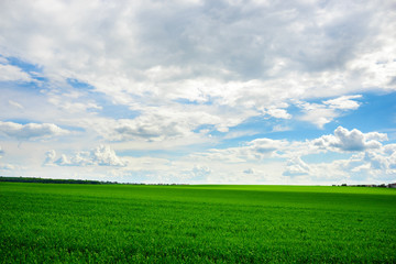 Obraz premium Green grass field and bright blue sky background