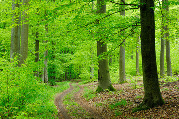 Waldweg durch Buchenwald im zeitigen Frühjahr, frisches Grün