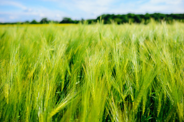 landscape of barley field in early summer