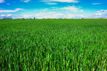 landscape of barley field in early summer