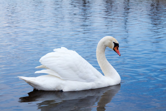 White elegantte swan