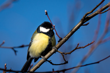 Closeup of a yellow Great Tit sitting in tree branches with blue sky as background