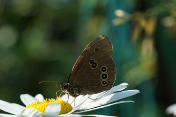 Бабочка крупным планом на цветке ромашки