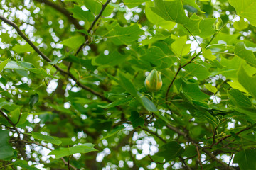 Flower of a tulip tree among branches with green leaves