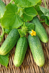 Cucumbers with leaves