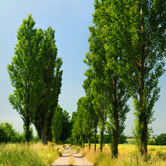 Fototapeta premium Feldweg durch Allee aus Pappeln im Sommer