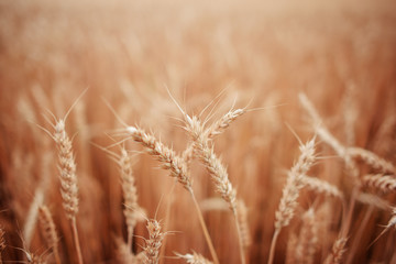 Wheat field. Ears of golden wheat close up. Beautiful Nature Sunset Landscape. Rural Scenery under Shining Sunlight. Background of ripening ears of meadow wheat field. Rich harvest Concept