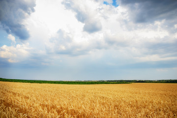 cloudy sky over golden field