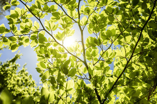 Spring leaf background