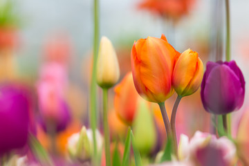 Widok kolorowych tulipanów - obrazy, fototapety, plakaty