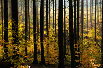 Försters Barcode - Fichtenwald im Herbst, Buchen im Unterholz in Herbstfärbung