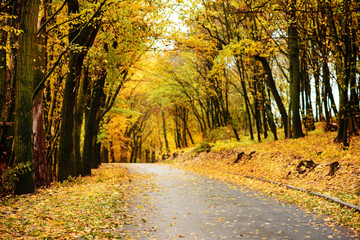Fototapeta premium Autumn landscape in the forest with old road