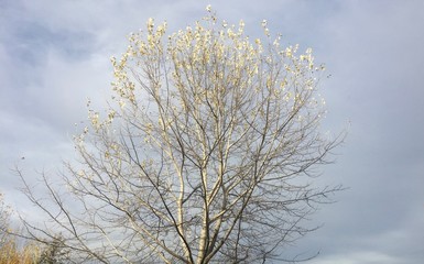 Tree with the rest of its leaves