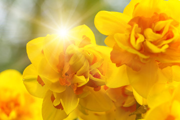 Fototapeta premium Beautiful view of colored tulips.