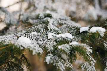 Pine branch snow fell in a wonderful winter day