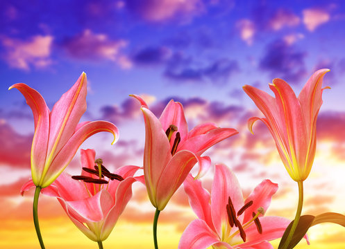 Pink lily flowers on the background sunset sky.