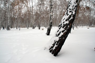 Birch trunk in snow  Березовый ствол в снегу © Пальцына Ирина