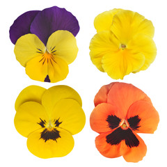 Pansies flower isolated on white background