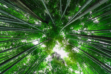 Fototapeta na wymiar Foresta bamboo, Kyoto - Giappone
