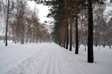 winter park © Пальцына Ирина