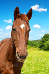 Naklejka na ściany i meble Portrait of a brown horse.