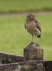 Brown and tan burrowing owl with yellow and black eyes standing on wood fence with blurred grass and sand background