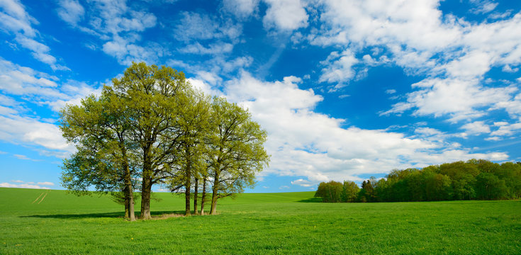 Landschaft im Frühling, Baumgruppe, grüne Wiese, blauer Himmel mit Wolken