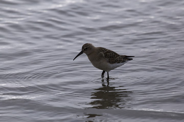 Sandpiper looking for food in the water. The Island Of Bolshoi Begichev.