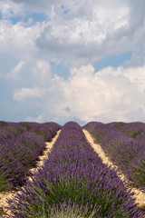 Lavender field in plateau de Valensole ,Provence, France