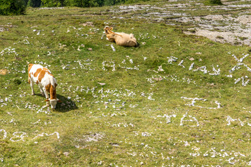 Rinder weiden auf einer Almwiese
