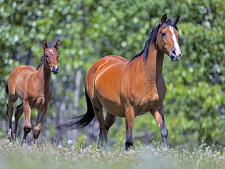 Fototapeta premium Zatoka arabska klacz i źrebię biegają razem na łące