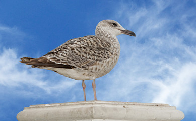 Marine gull