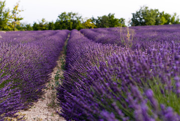 Naklejka na ściany i meble Fields of Lavender