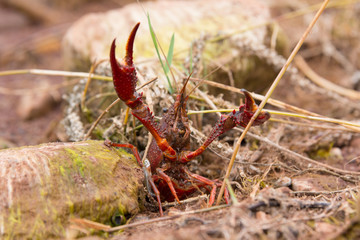 écrevisse petit poisson