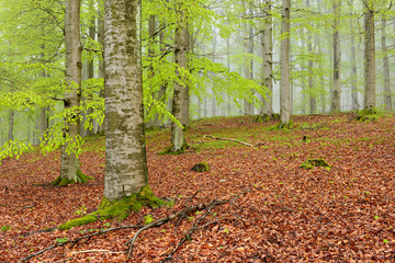 Buchenwald im zeitigen Frühling, erstes frisches zartes Grün, hinten Nebel