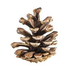 pine cone