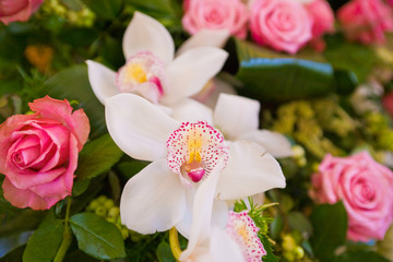 orchidea