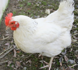 poule blanche,portrait en liberté,isolé
