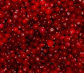 red ripe cranberries.view background