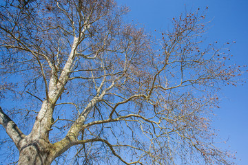 Dry leaves