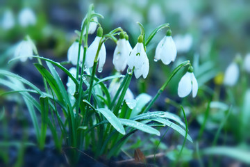 first spring flowers snowdrops tender. Wet drops after rain. Natural appearance of the spring garden, meadow.soft focus.
