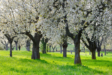 Blühende Kirschbäume, Streuobstwiese im Frühjahr