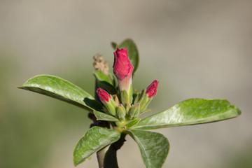  Soft Pink Desert rose flowers