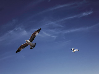 Seagulls flying in the sky.