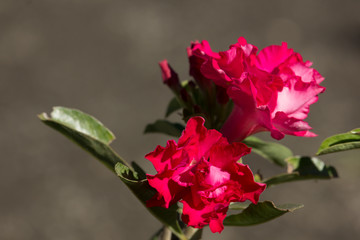  Soft Pink Desert rose flowers
