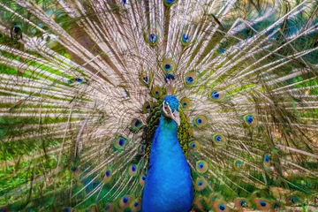 Fotobehang Portrait of Indian old peacock with the broken feathers in fights. Peafowl, peahen bird in Kuala Lumpur Bird Park, Kuala Lumpur, Malaysia. © sonatalitravel