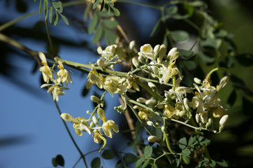 White flower of Horse radish tree