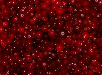 red ripe cranberries.view background