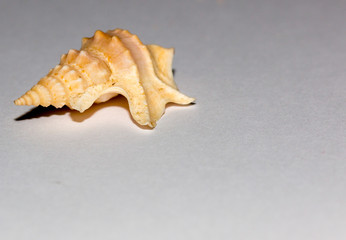 Sea shell